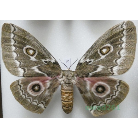 Gonimbrasia tyrrhea (Cramer, 1775) female ex. ovo South Africa 116mm9c
